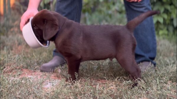 Burton Labrador Retriever Burton Labrador Retriever