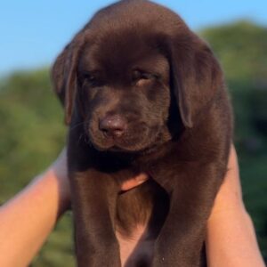 Burton Labrador Retriever Burton Labrador Retriever