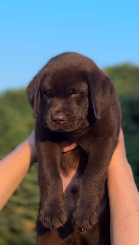Burton Labrador Retriever Burton Labrador Retriever