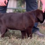 Burton-male-labrador-retriver-puppy-for-sale-1 (3)