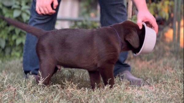 Burton Labrador Retriever Burton Labrador Retriever