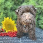 Bussa-female-Yorkshire-Terrier-puppy-for-sale-1 (1)