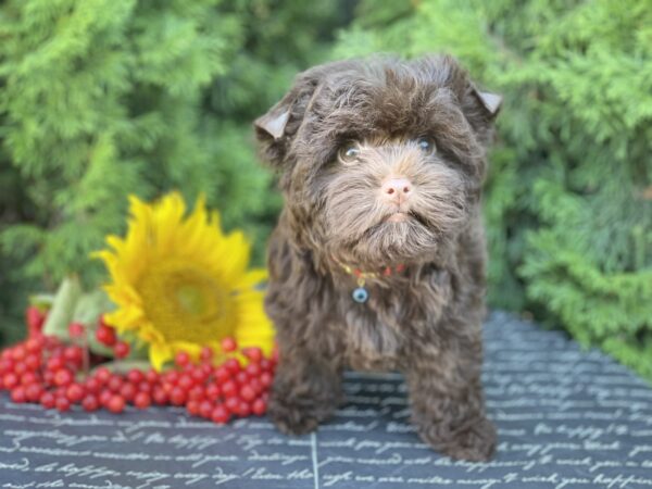 Bussa Yorkshire Terrier Bussa Yorkshire Terrier