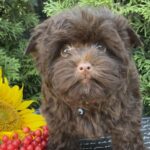 Bussa-female-Yorkshire-Terrier-puppy-for-sale-1 (2)