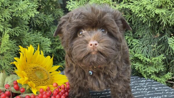 Bussa Yorkshire Terrier Bussa Yorkshire Terrier
