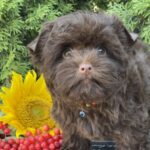 Bussa-female-Yorkshire-Terrier-puppy-for-sale-1 (3)