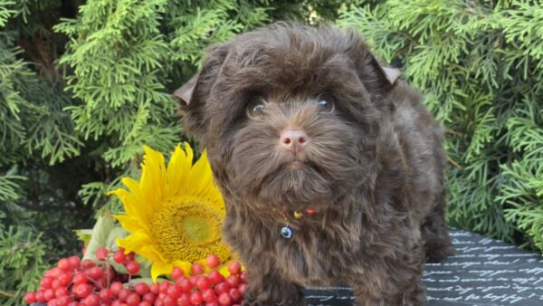 Bussa Yorkshire Terrier Bussa Yorkshire Terrier