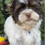 Butuz-male-Biewer-Yorkshire-Terrier-puppy-for-sale-1 (1)