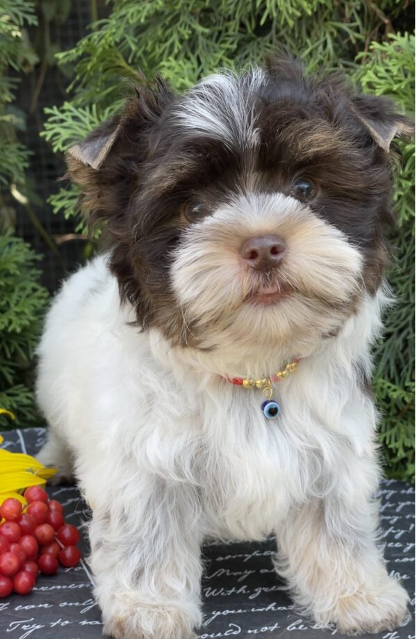 Butuz Biewer Yorkshire Terrier Butuz Biewer Yorkshire Terrier