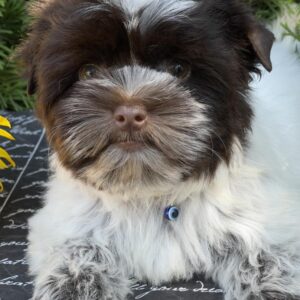 Butuz Biewer Yorkshire Terrier Butuz Biewer Yorkshire Terrier