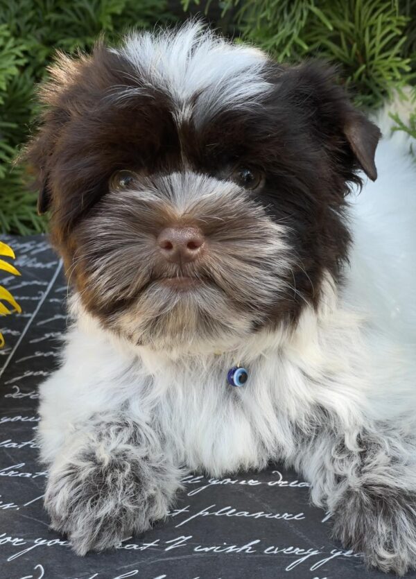 Butuz Biewer Yorkshire Terrier Butuz Biewer Yorkshire Terrier