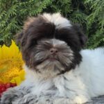 Butuz-male-Biewer-Yorkshire-Terrier-puppy-for-sale-1 (3)