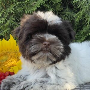 Butuz Biewer Yorkshire Terrier Butuz Biewer Yorkshire Terrier