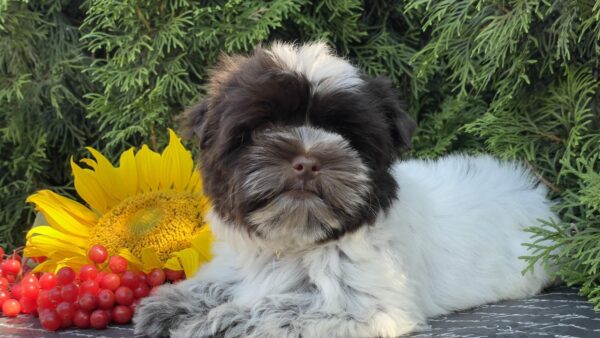 Butuz Biewer Yorkshire Terrier Butuz Biewer Yorkshire Terrier