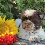 Butuz-male-Biewer-Yorkshire-Terrier-puppy-for-sale-1 (4)