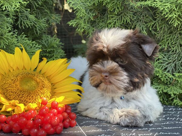Butuz Biewer Yorkshire Terrier Butuz Biewer Yorkshire Terrier