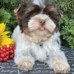 Butuz-male-Biewer-Yorkshire-Terrier-puppy-for-sale-1 (5)