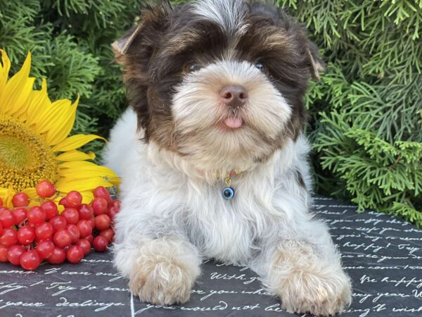 Butuz Biewer Yorkshire Terrier Butuz Biewer Yorkshire Terrier