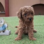 Byron-male-miniature-poodle-puppy-for-sale- (1)