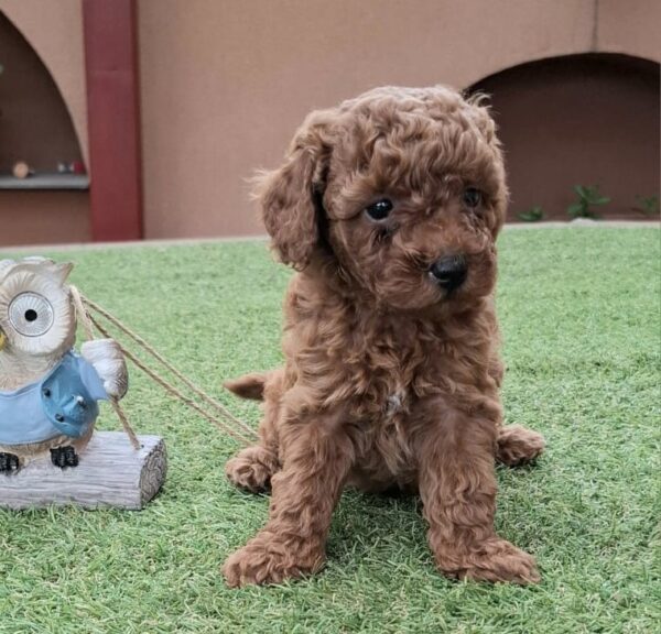 Byron Miniature Poodle Byron Miniature Poodle