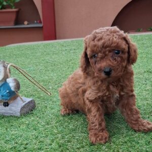 Byron Miniature Poodle Byron Miniature Poodle