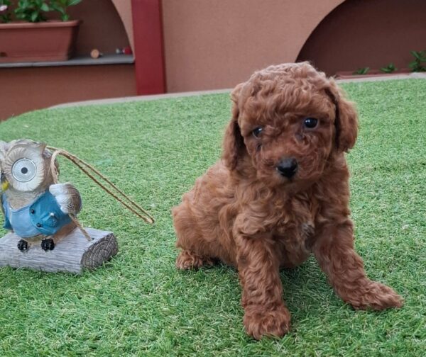 Byron Miniature Poodle Byron Miniature Poodle