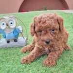 Byron-male-miniature-poodle-puppy-for-sale- (3)