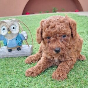 Byron Miniature Poodle Byron Miniature Poodle