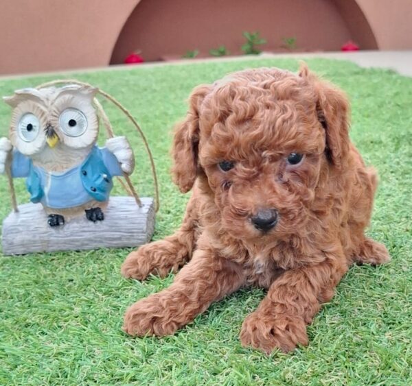 Byron Miniature Poodle Byron Miniature Poodle