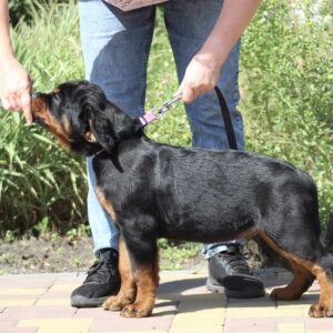 Champion Rottweiler Champion Rottweiler