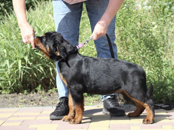 Champion Rottweiler Champion Rottweiler