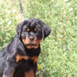 Champion-male-Rottweiler-puppy-for-sale-2