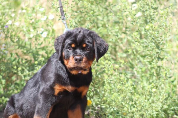 Champion Rottweiler Champion Rottweiler