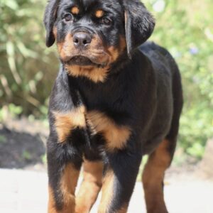 Champion Rottweiler Champion Rottweiler