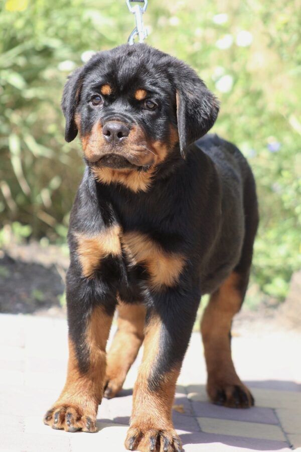 Champion Rottweiler Champion Rottweiler