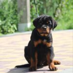 Champion-male-Rottweiler-puppy-for-sale-4