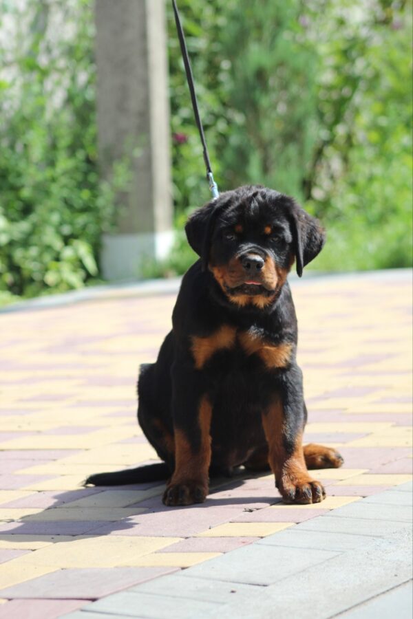 Champion Rottweiler Champion Rottweiler