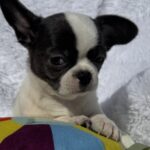 Charli-male-chihuahua-puppy-for-sale-1 (1)