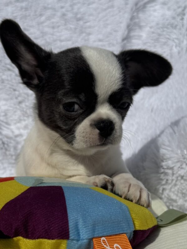 Charli Chihuahua Charli Chihuahua