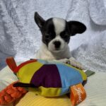 Charli-male-chihuahua-puppy-for-sale-1 (2)