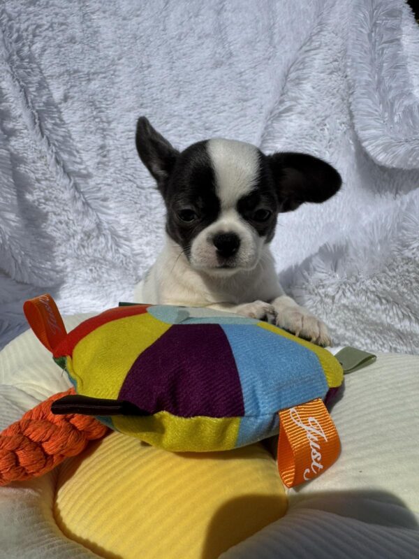 Charli Chihuahua Charli Chihuahua