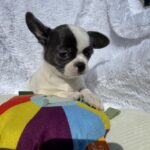 Charli-male-chihuahua-puppy-for-sale-1 (3)