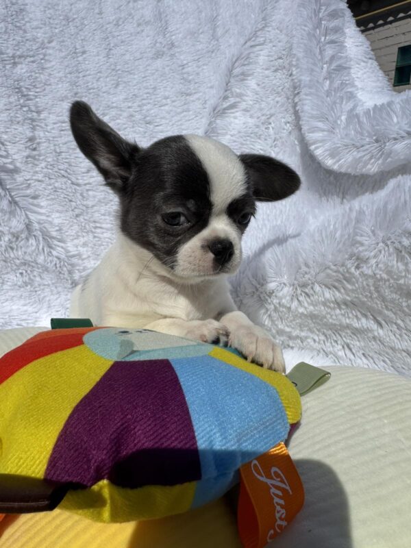 Charli Chihuahua Charli Chihuahua