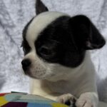 Charli-male-chihuahua-puppy-for-sale-1 (4)