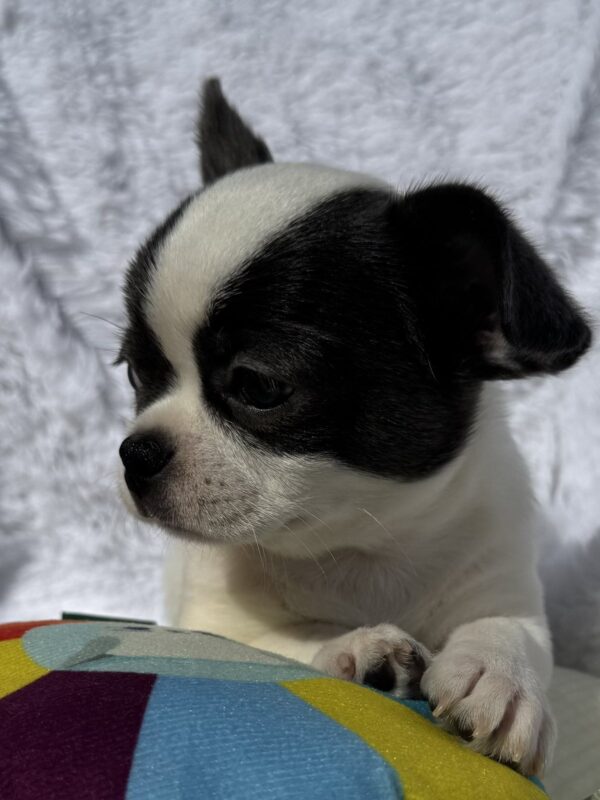 Charli Chihuahua Charli Chihuahua
