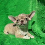 Chessie-male-chihuahua-puppy-for-sale-1 (1)