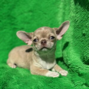 Chessie Chihuahua Chessie Chihuahua