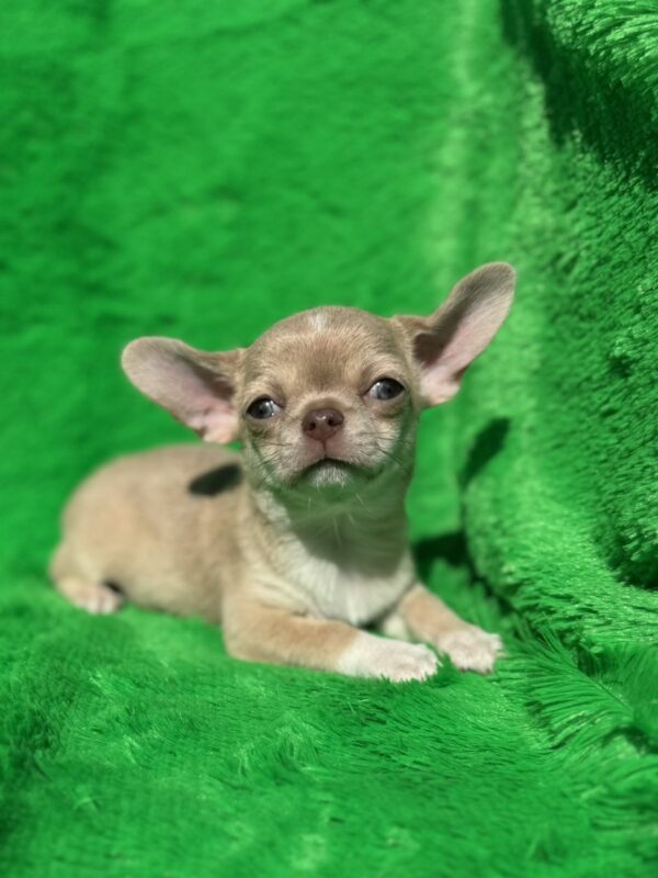 Chessie Chihuahua Chessie Chihuahua