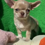 Chessie-male-chihuahua-puppy-for-sale-1 (2)