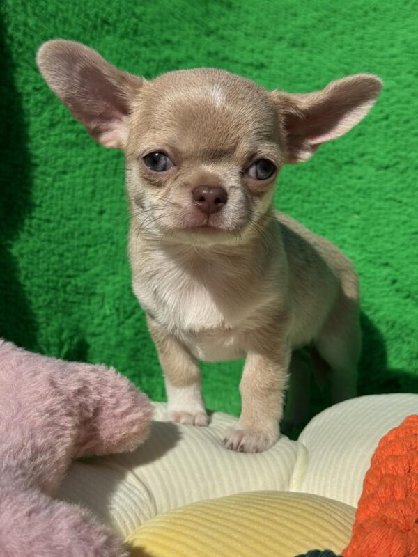 Chessie Chihuahua Chessie Chihuahua